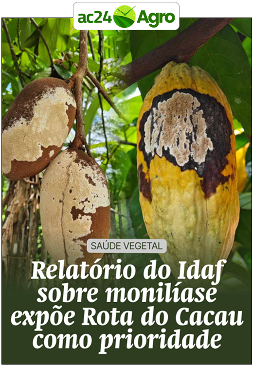 Relatório do Idaf sobre monilíase expõe Rota do Cacau como prioridade