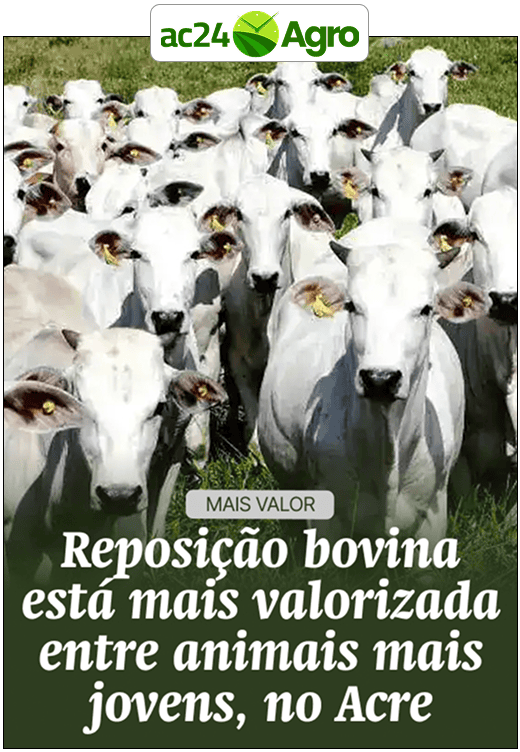 Reposição bovina está mais valorizada entre animais mais jovens, no Acre