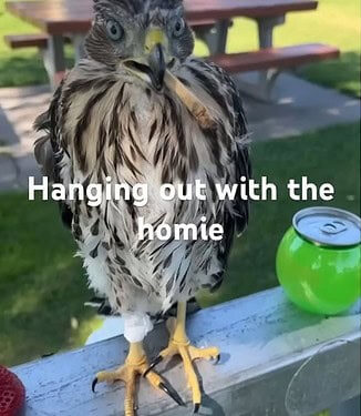 Vídeo: Homem é preso após dar bebida alcóolica e maconha a gavião